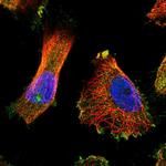 GCP5 Polyclonal Antibody