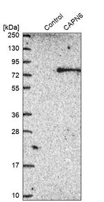 Calpain 6 Antibody in Western Blot (WB)