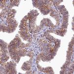PMCA4 ATPase Antibody in Immunohistochemistry (Paraffin) (IHC (P))