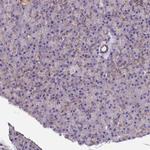PMCA4 ATPase Antibody in Immunohistochemistry (Paraffin) (IHC (P))