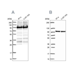 EEF2 Antibody in Western Blot (WB)