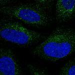 Bcl-G Polyclonal Antibody