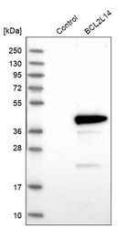 Bcl-G Antibody in Western Blot (WB)