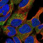 NAT8L Polyclonal Antibody