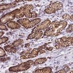 HPS6 Polyclonal Antibody