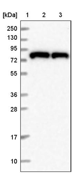 HPS6 Antibody in Western Blot (WB)