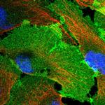 GNB4 Polyclonal Antibody