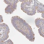 GNB4 Antibody in Immunohistochemistry (Paraffin) (IHC (P))