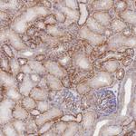 GNB4 Antibody in Immunohistochemistry (Paraffin) (IHC (P))