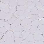 GNB4 Antibody in Immunohistochemistry (Paraffin) (IHC (P))