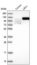 LEO1 Antibody in Western Blot (WB)