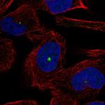 GP340 Polyclonal Antibody