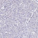 GP340 Antibody in Immunohistochemistry (Paraffin) (IHC (P))