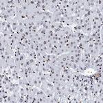RALY Antibody in Immunohistochemistry (Paraffin) (IHC (P))