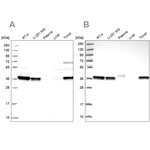 RALY Antibody in Western Blot (WB)