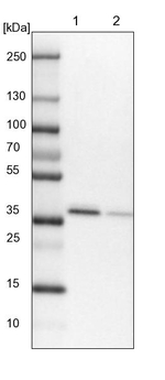 RALY Antibody in Western Blot (WB)