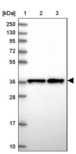CHORDC1 Antibody in Western Blot (WB)