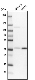 CHORDC1 Antibody in Western Blot (WB)