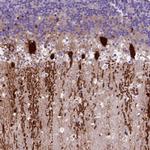 ARHGEF33 Polyclonal Antibody