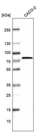 TRAP1 Antibody in Western Blot (WB)