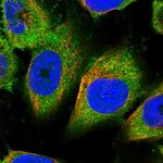 PSMF1 Polyclonal Antibody