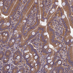 PSMF1 Antibody in Immunohistochemistry (Paraffin) (IHC (P))