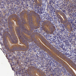 PSMF1 Antibody in Immunohistochemistry (Paraffin) (IHC (P))