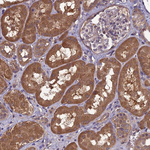 PSMF1 Antibody in Immunohistochemistry (Paraffin) (IHC (P))