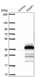 PSMF1 Antibody in Western Blot (WB)