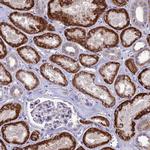 PSMF1 Antibody in Immunohistochemistry (Paraffin) (IHC (P))