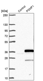 PSMF1 Antibody in Western Blot (WB)