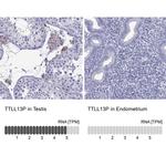 TTLL13 Antibody