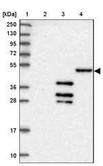 DNAJC3 Antibody in Western Blot (WB)