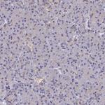 Ubiquitin C Antibody in Immunohistochemistry (Paraffin) (IHC (P))
