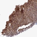 Ubiquitin C Antibody in Immunohistochemistry (Paraffin) (IHC (P))