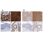 FAH Antibody in Immunohistochemistry (Paraffin) (IHC (P))
