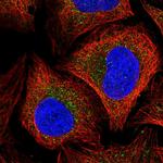 TRAPPC4 Polyclonal Antibody