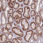 TRAPPC4 Antibody in Immunohistochemistry (Paraffin) (IHC (P))