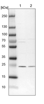TRAPPC4 Antibody in Western Blot (WB)