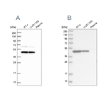 GTPBP9 Antibody in Western Blot (WB)