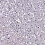 IDH3A Antibody in Immunohistochemistry (Paraffin) (IHC (P))