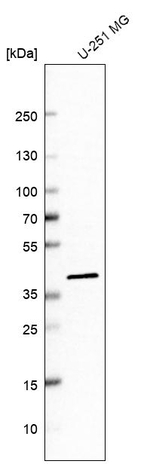IDH3A Antibody in Western Blot (WB)