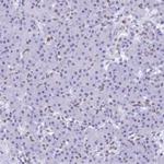 SUGP2 Antibody in Immunohistochemistry (Paraffin) (IHC (P))