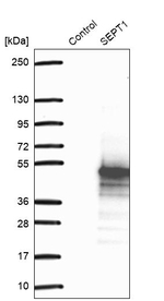Septin 1 Antibody in Western Blot (WB)