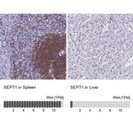 Septin 1 Antibody