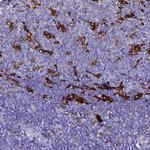 Ferritin Light Chain Antibody in Immunohistochemistry (Paraffin) (IHC (P))