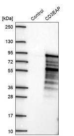 PAF49 Antibody in Western Blot (WB)