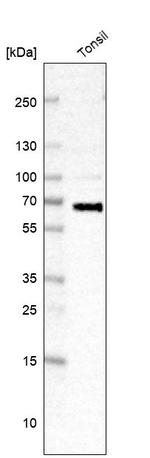 GLE1 Antibody in Western Blot (WB)