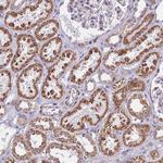 PAF49 Antibody in Immunohistochemistry (Paraffin) (IHC (P))