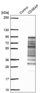 PAF49 Antibody in Western Blot (WB)